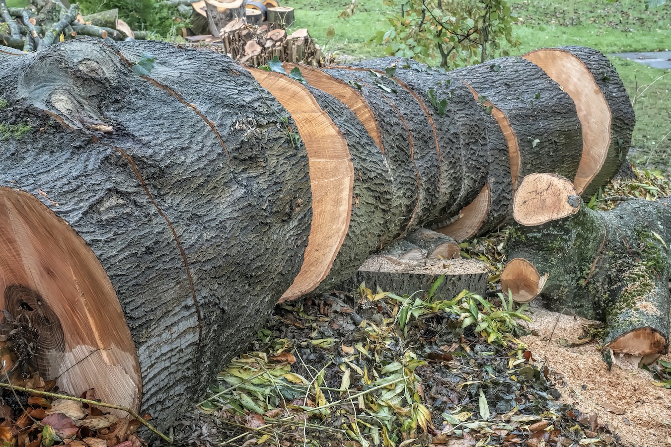Banco francês não irá mais financiar empresas que usam terras desmatadas 