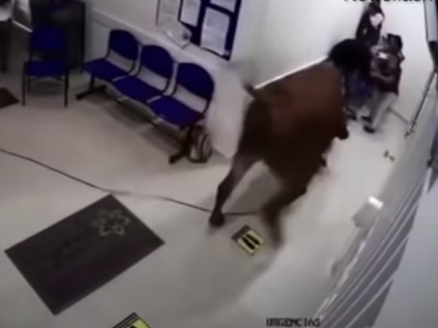 Vídeo: Vaca furiosa invade hospital e ataca pacientes 
