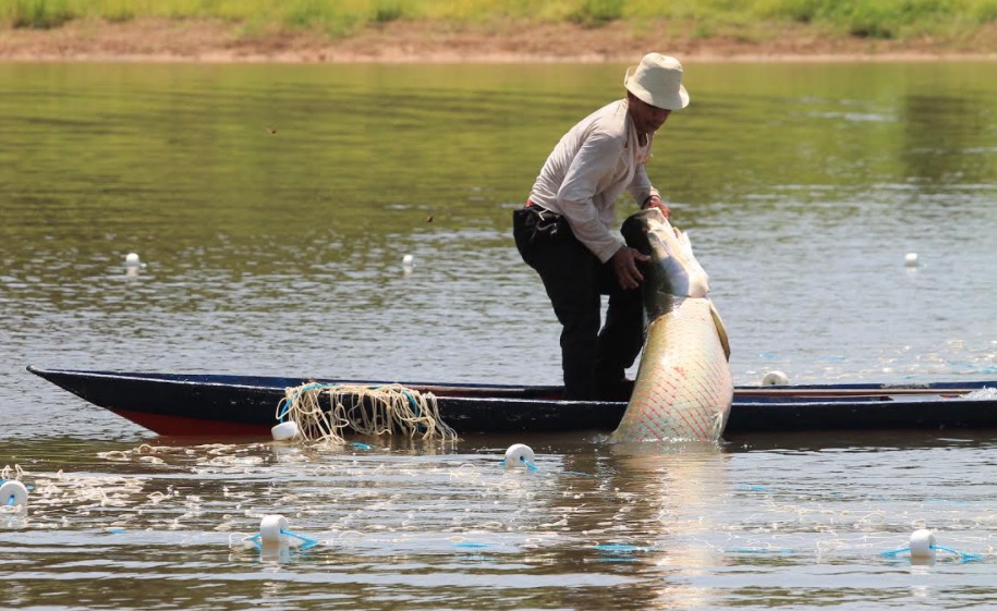 Semana Santa em Manaus tem edição especial da Feira do Pirarucu na FAS 