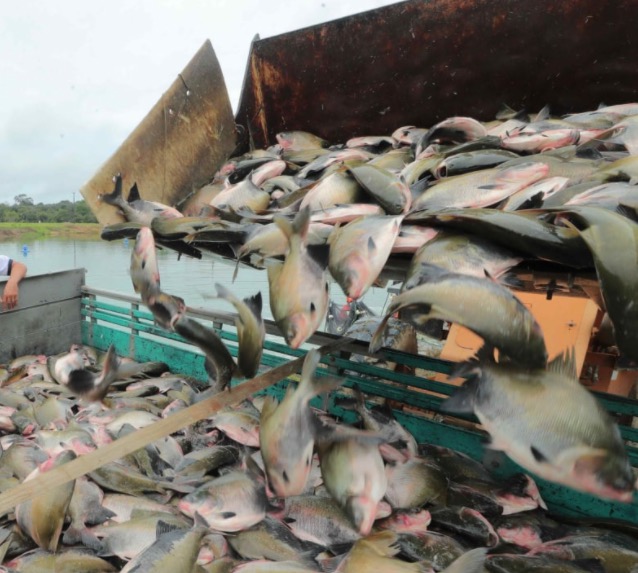167 toneladas de tambaqui são distribuídos no Amazonas 