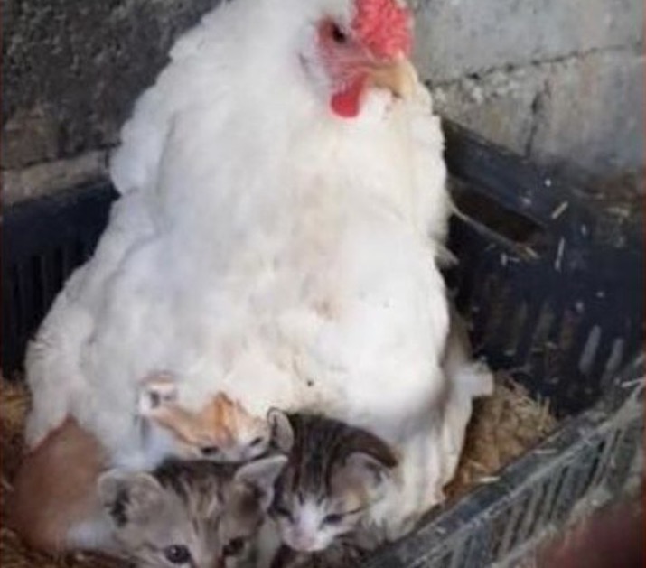 Galinha ‘adota’ três filhotes de gato e viraliza na web; veja