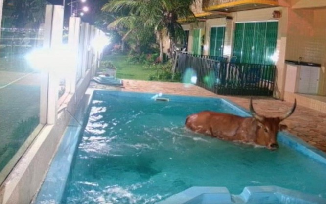 Perseguido por grupo de pessoas, Boi invade pousada e cai em piscina