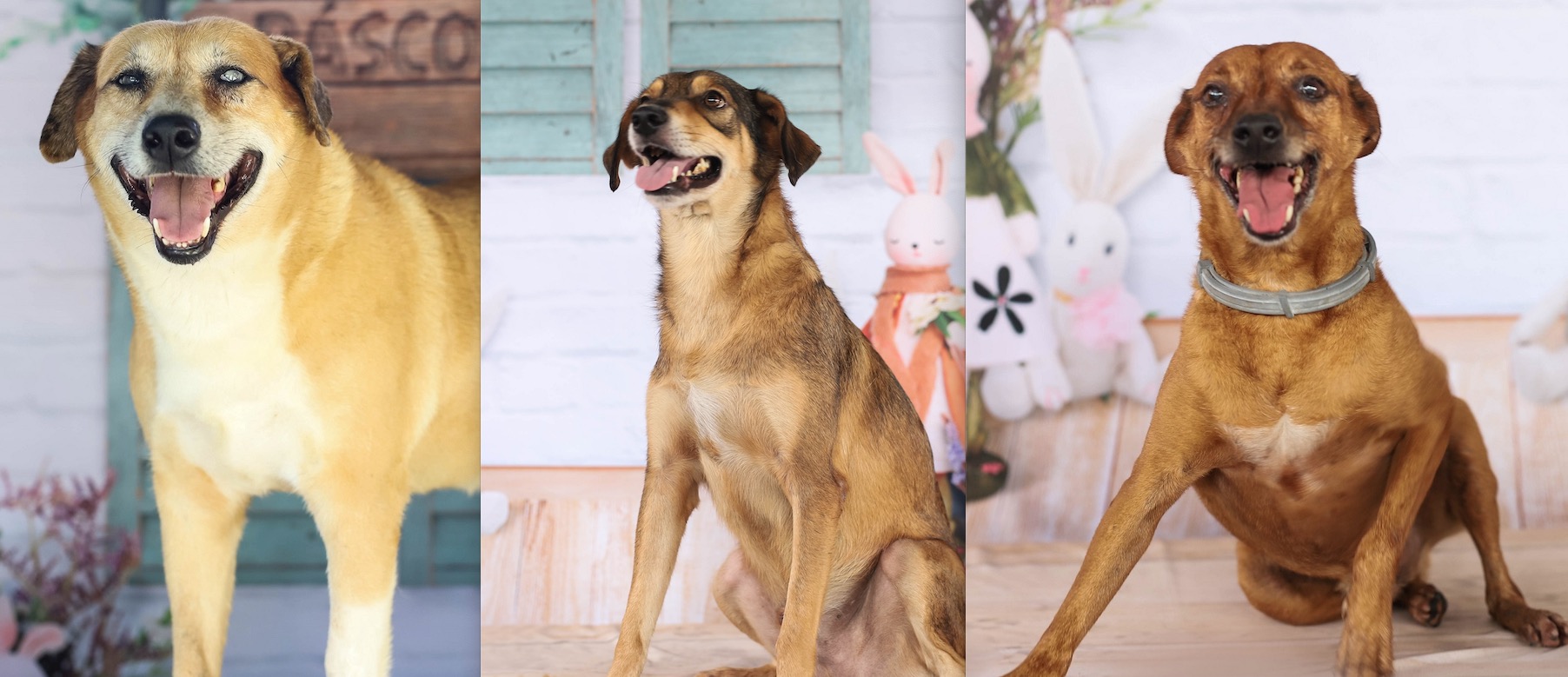 Feira virtual de adoção de cachorros encerra neste sábado em Manaus