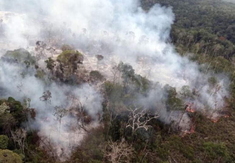 Amazonas tem redução de 12% em alertas de desmatamento 