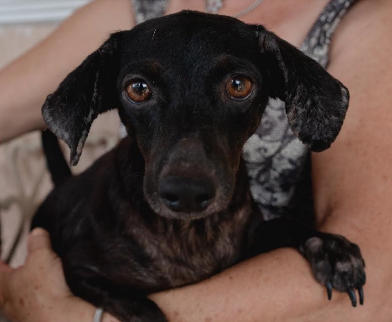 Castração em cães e gatos é essencial para evitar abandonos