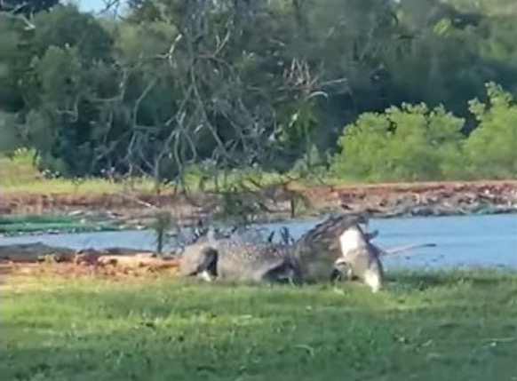 Crocodilo é flagrado dilacerando caça em campo de golfe; veja vídeo