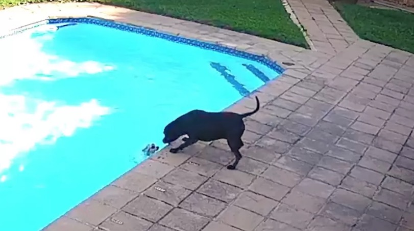 Cachorro salva o amigo de se afogar em uma piscina 