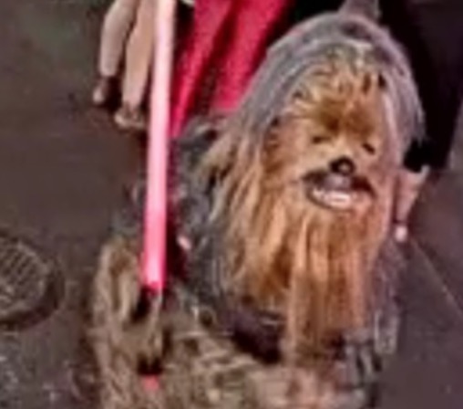 Homem vestido de Chewbacca é procurado após esfaquear pessoa nos EUA