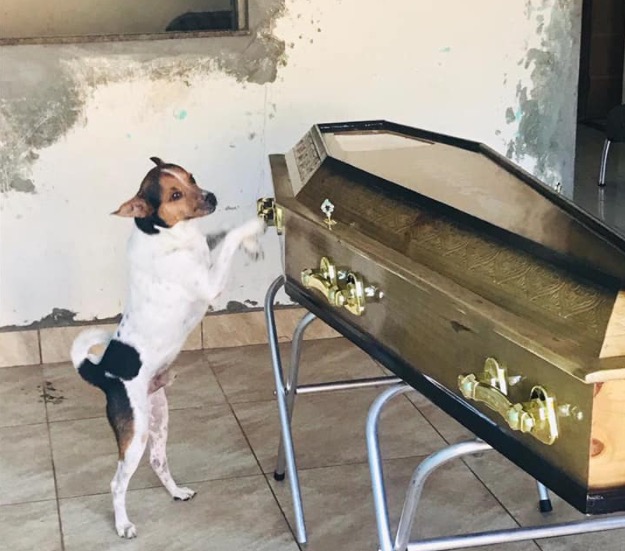 Cachorro chora ao lado do caixão da dona em velório e comove web