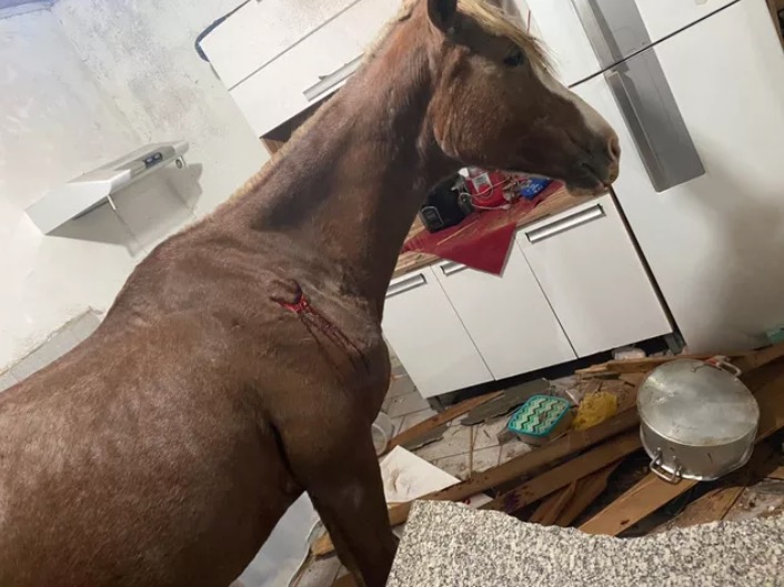 Cavalo cai de telhado e assusta família em Presidente Prudente