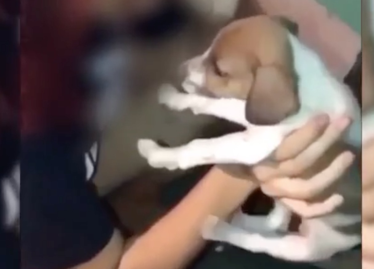 Influencer investigada por soprar fumaça de maconha na boca de cachorro