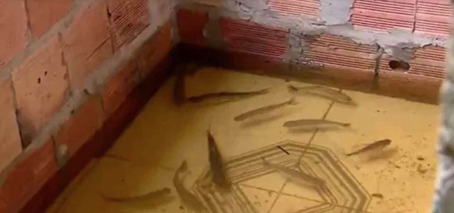 Peixes invadem casa de Manaus atingida pela cheia do Rio Negro