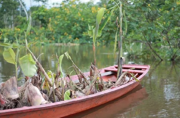 Cheia já causa prejuízo de R$ 200 milhões a agricultores no Amazonas