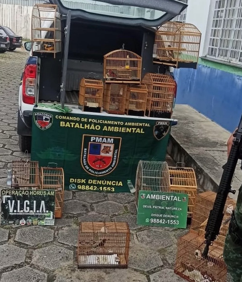 Pássaros silvestres são resgatados de cativeiro em Manaus