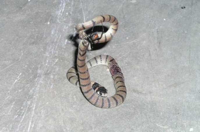 Aranha venenosa paralisa e come cobra maior que ela em vídeo bizarro