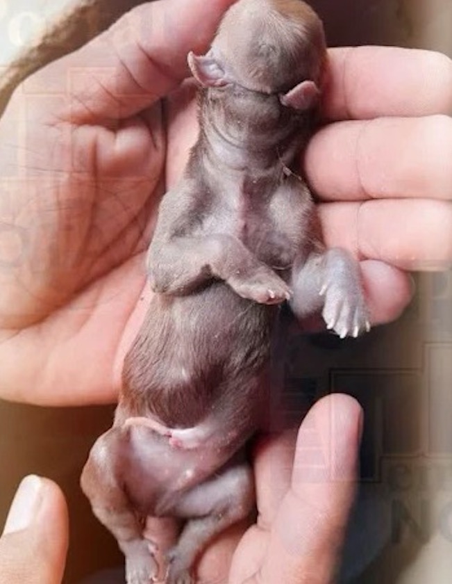 Filhote de cachorro nasce sem focinho e com duas línguas