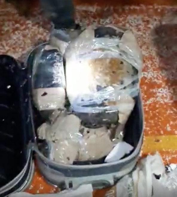 Quatro pessoas são presas com 43 quelônios em embarcação no Amazonas