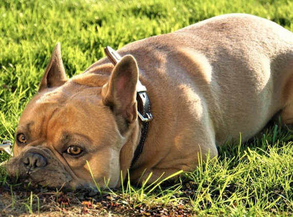 Lei que proíbe uso e venda de coleira de choque no Amazonas é sancionada