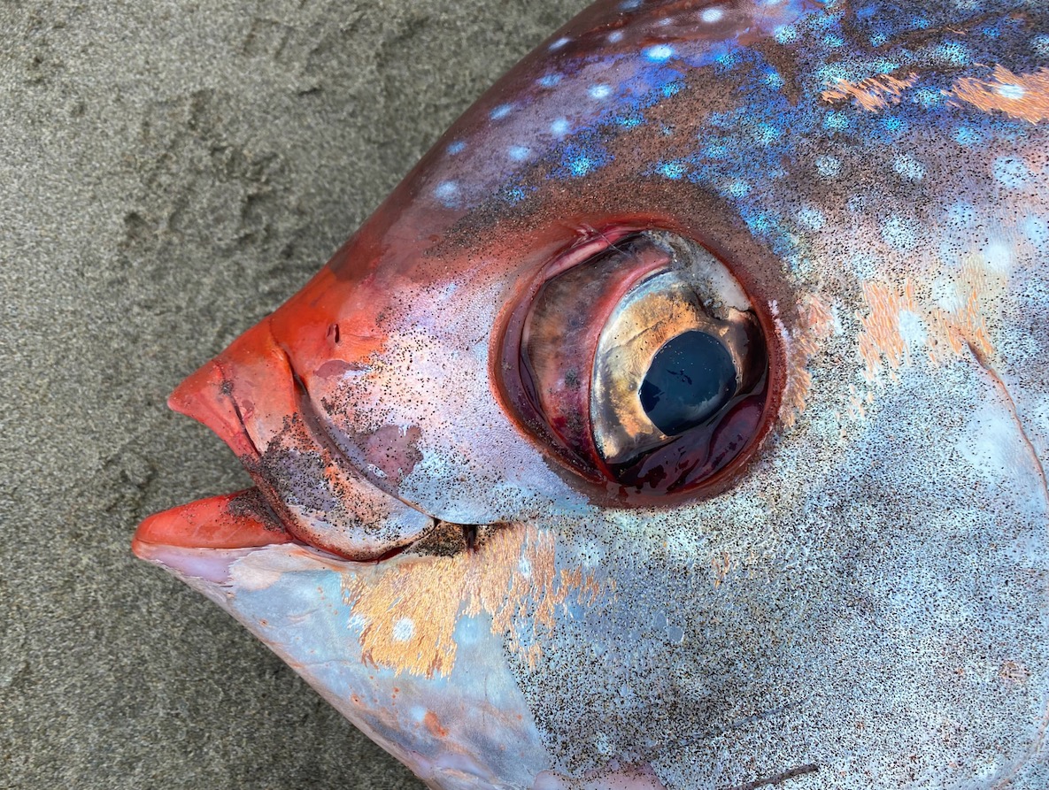 Peixe raro tropical de 45 kg surge na costa de Oregon 