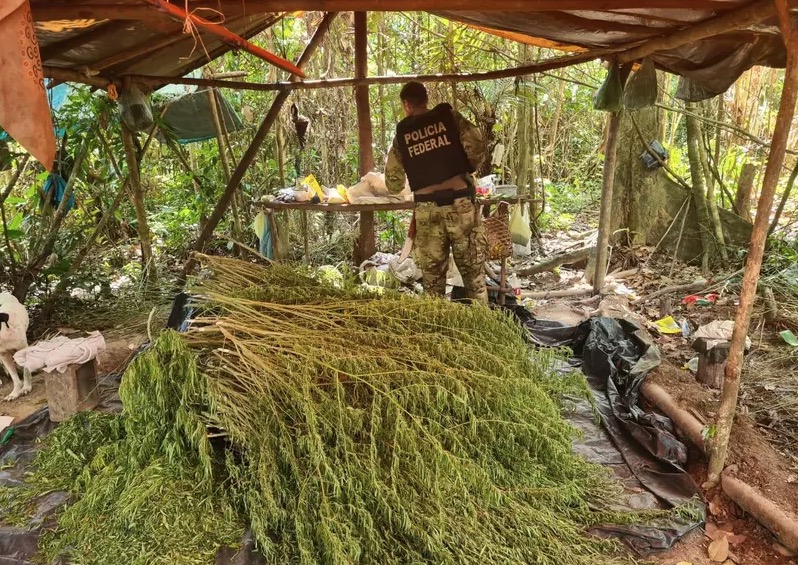 PF deflagra operação com tráfico de drogas e destrói 95 mil pés de maconha