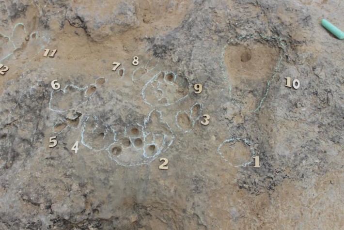 Pegadas de crocodilomorfos com 129 milhões de anos intrigam cientistas 