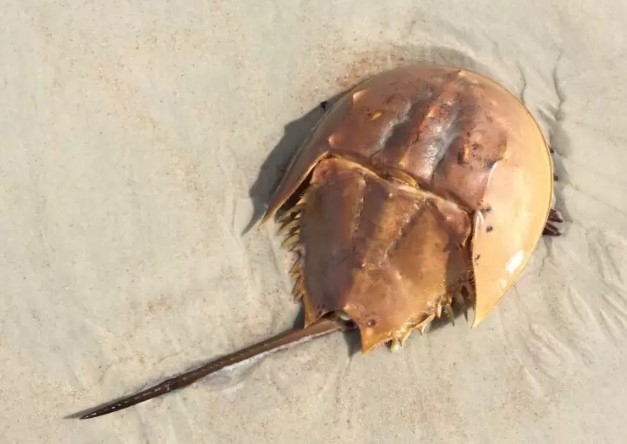 Caranguejo de 310 milhões de anos é encontrado com sistema nervoso intacto