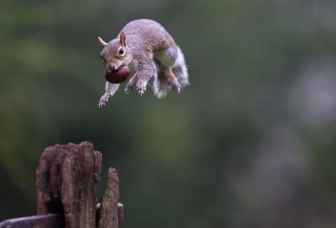  Esquilos fazendo acrobacias viralizam na internet; veja vídeo