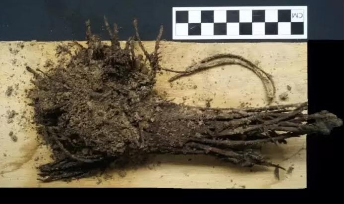 Arqueólogos descobrem buquês de flores de 1.800 anos em pirâmides; veja