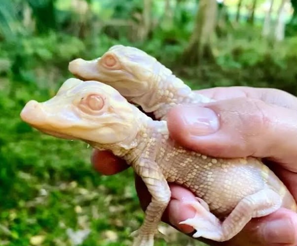 Em caso raro, Jacaré dá luz a par de filhotes albinos; veja foto