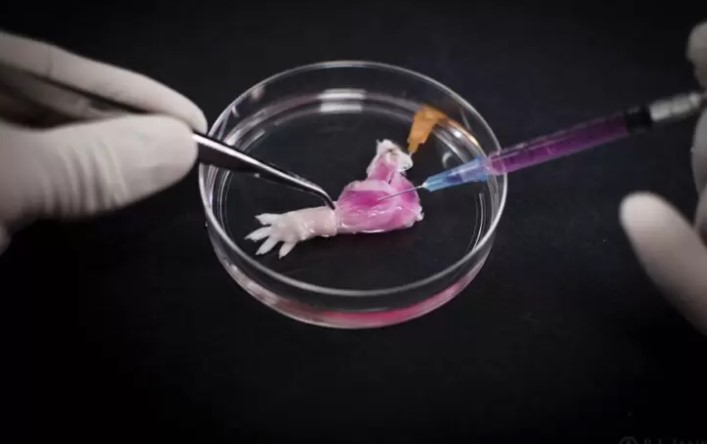  Experiência inédita em laboratório consegue produzir um membro completo