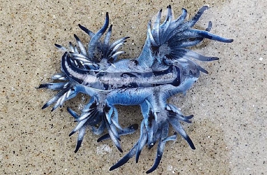 'Dragão Azul' faz rara aparição em praia de São Paulo