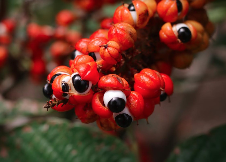 Projetos de bioeconomia amazônica podem concorrer a prêmio de até R$ 30 mil
