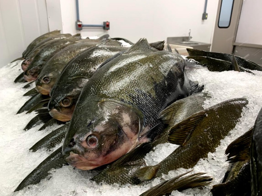 Nutricionista lista benefícios do consumo de peixes para a saúde