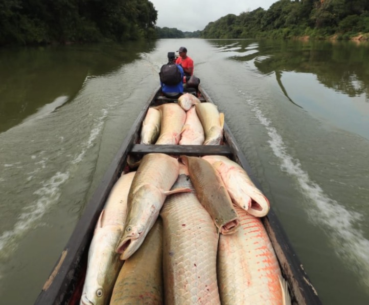 Temporada de manejo do pirarucu da RDS está aberta no Amazonas