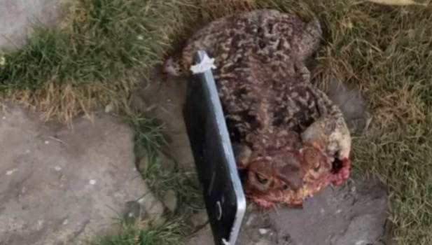 Sapo com celular na boca é jogado para dentro de presídio