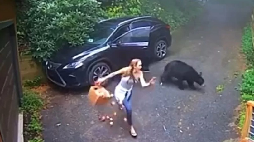 Mulher encontra urso dentro de seu carro e toma um susto; Confira o vídeo 