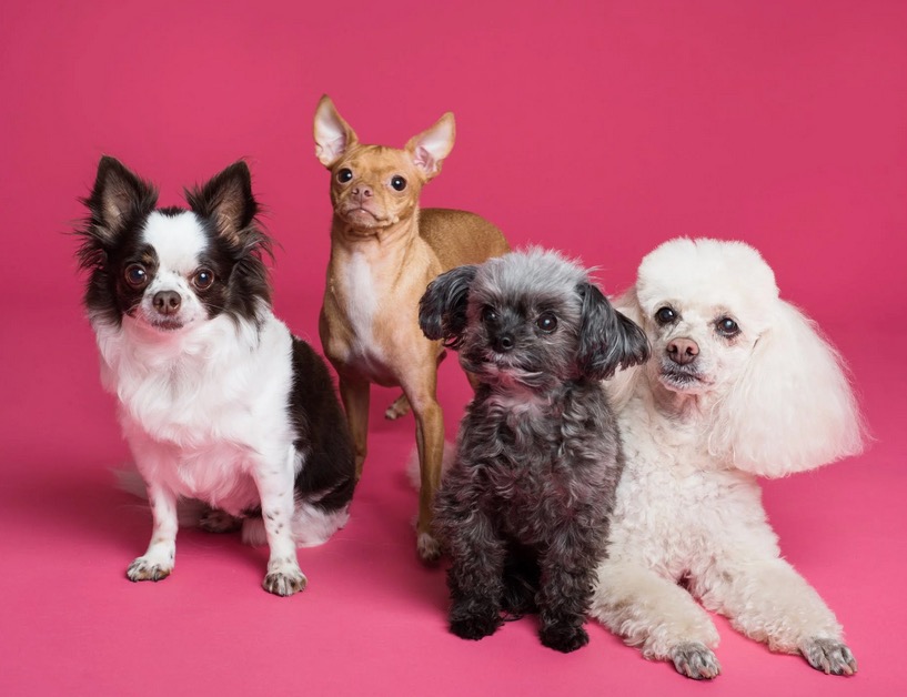 Dia Mundial Contra a Raiva: Veterinária fala sobre prevenção nos pets