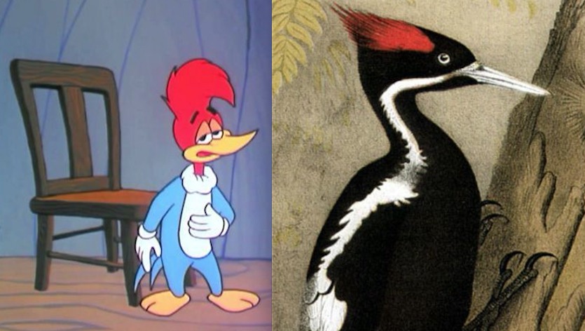 Espécie que inspirou ‘Pica-Pau’ será declarada extinta