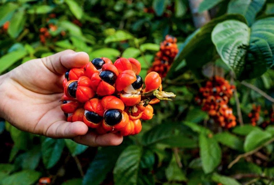 Guaraná e açaí atuam na reversão do envelhecimento da pele, aponta pesquisa