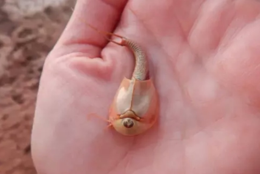 ‘Camarões-dinossauro’ surgem no deserto do Arizona após chuva