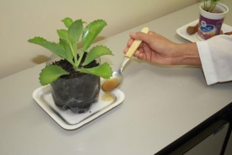 Óleos vegetais podem combater larvas de mosquitos da malária e dengue, diz pesquisadora do Inpa