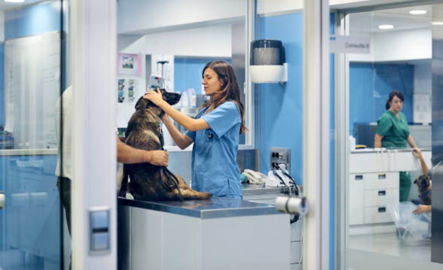 Vereador propõe criação de hospital público veterinário em Manaus