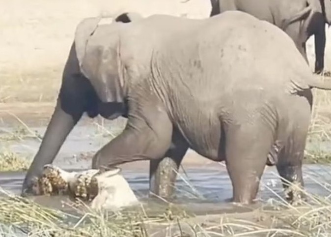 Elefante pisoteia crocodilo até a morte após tentar comer seu filho