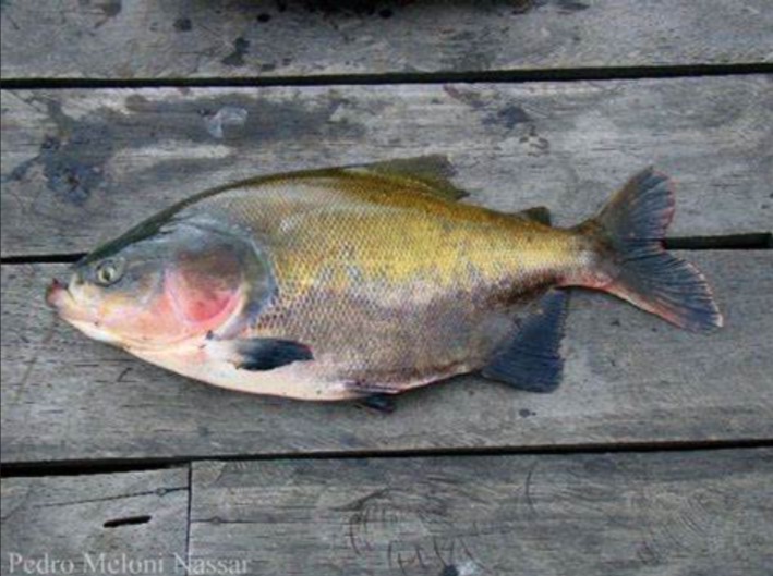 Pesquisa amazonense sobre alimentação de tambaquis é destaque internacional