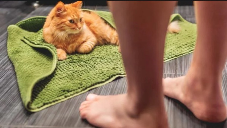 Por que os animais seguem os donos quando vão ao banheiro?