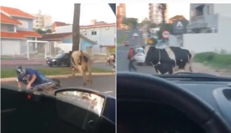 Vaca em fuga ‘atropela’ motociclista e vídeo inusitado viraliza; assista