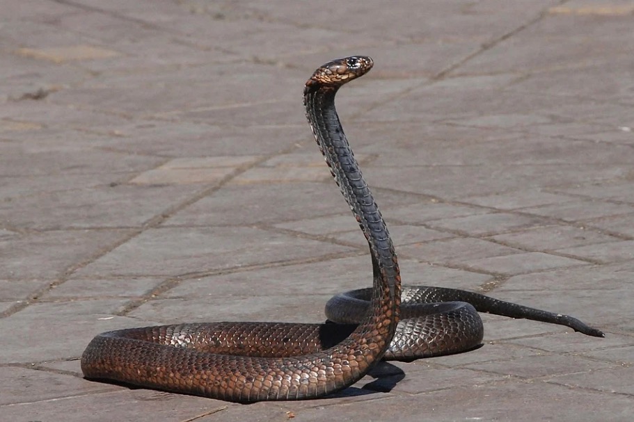 Homem perde metade de pênis por picada de cobra na África do Sul
