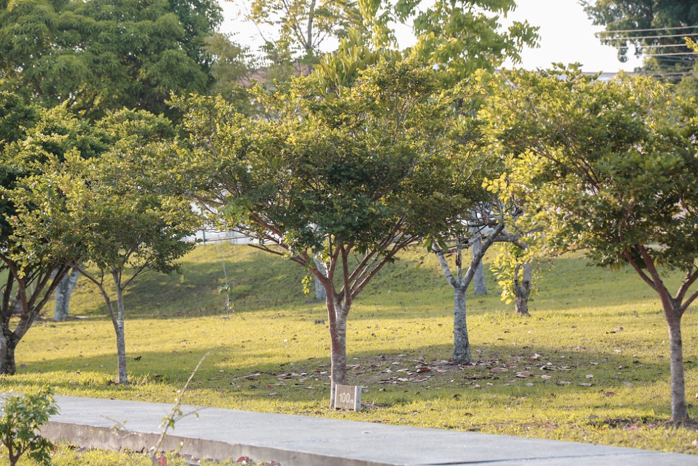 Concurso vai premiar em R$ 5 mil para foto da árvore mais bonita de Manaus