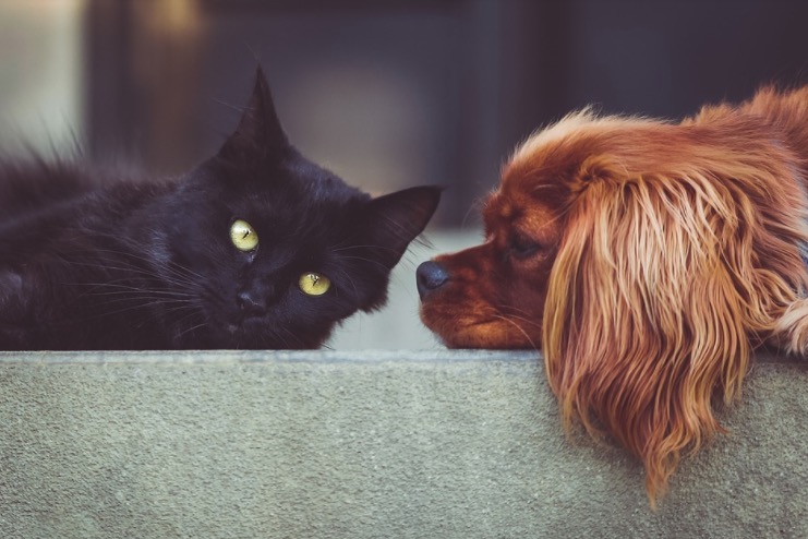 Multa para quem maltratar animais será de até R$ 50 mil no Amazonas 