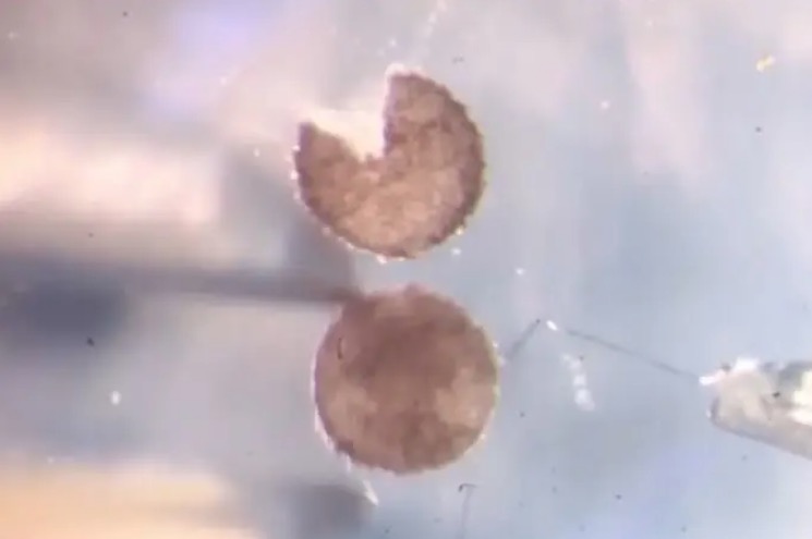 Cientistas criaram "robôs vivos" capazes de se reproduzirem